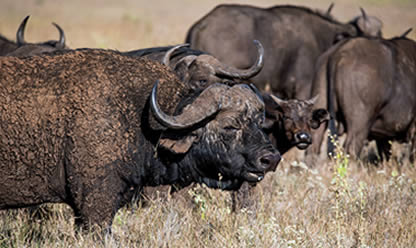 Viajes a SUDÁFRICA IMPRESCINDIBLE 2025 en español | Agencia de Viajes Festival Viajes a SUDÁFRICA IMPRESCINDIBLE 2025 en español | Agencia de Viajes Festival