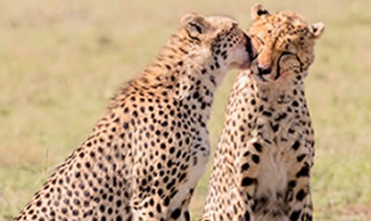 Viajes a SUDÁFRICA IMPRESCINDIBLE Y CATARATAS VICTORIA CON CHOBE 2025 en español | Agencia de Viajes Festival Viajes a SUDÁFRICA IMPRESCINDIBLE Y CATARATAS VICTORIA CON CHOBE 2025 en español | Agencia de Viajes Festival