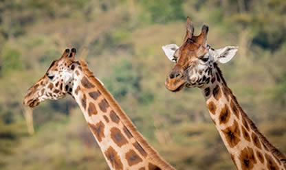 Viajes a SUDÁFRICA IMPRESCINDIBLE Y CATARATAS VICTORIA 2025 en español | Agencia de Viajes Festival Viajes a SUDÁFRICA IMPRESCINDIBLE Y CATARATAS VICTORIA 2025 en español | Agencia de Viajes Festival