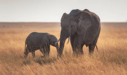 Viajes a SUDÁFRICA FASCINANTE 2025 en español | Agencia de Viajes Festival Viajes a SUDÁFRICA FASCINANTE 2025 en español | Agencia de Viajes Festival